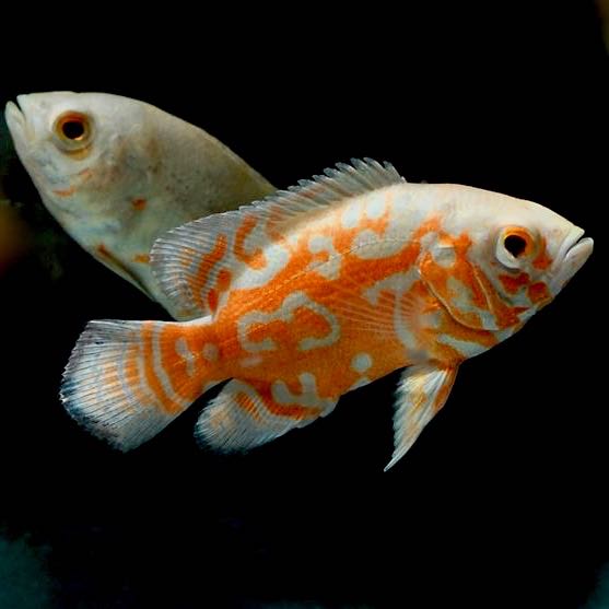 Astronotus ocellatus Pauwoog albino 8-10